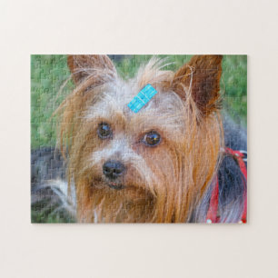 Quebra-cabeça Yorkshire Terrier Yorkie Breve favorita