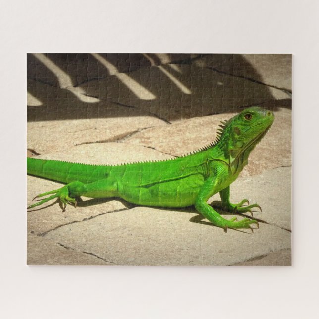 Quebra-cabeça Young Green Iguana em Rock Path (Horizontal)