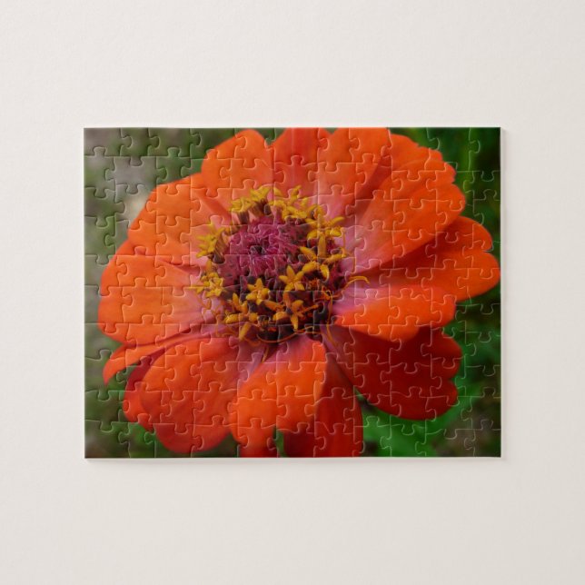 Quebra-cabeça Zínia Laranja Flor de Natureza Floral (Horizontal)
