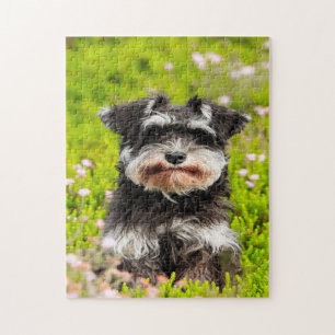 Quebra-cabeças de cachorro Schnauzer.