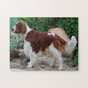 Quebra-cabeças de Cachorro Springer Spaniel Galês.