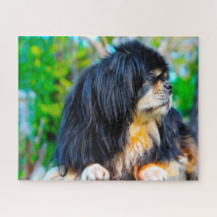 Quebra-cabeças de Cães Spaniel Tibetano.