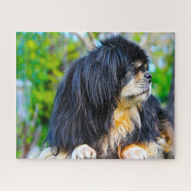 Quebra-cabeças de Cães Spaniel Tibetano. (Horizontal)