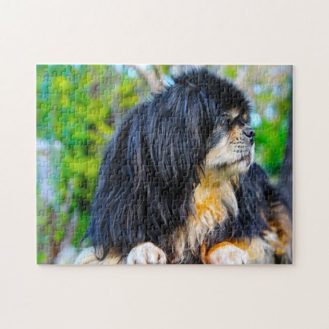 Quebra-cabeças de Cães Spaniel Tibetano. (Horizontal)
