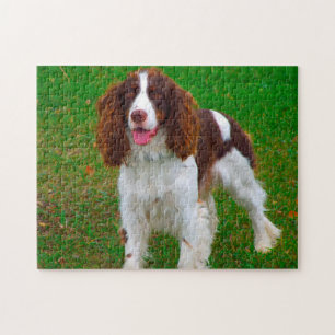 Quebra-cabeças de Cães Springer Spaniel.