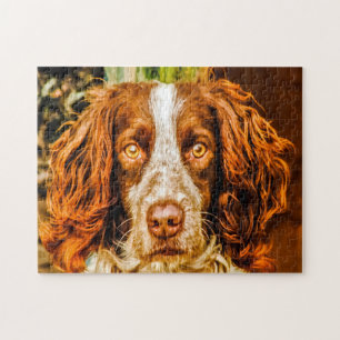 Quebra-cabeças de Cães Springer Spaniel.