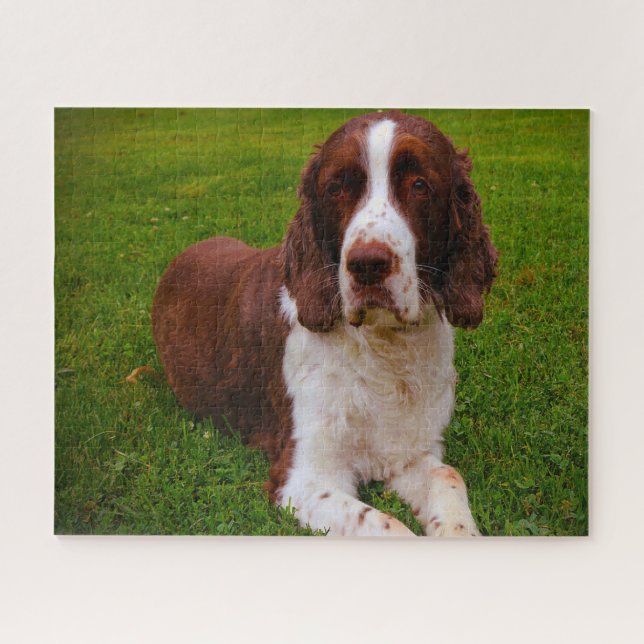 Quebra-cabeças de Cães Springer Spaniel. (Horizontal)