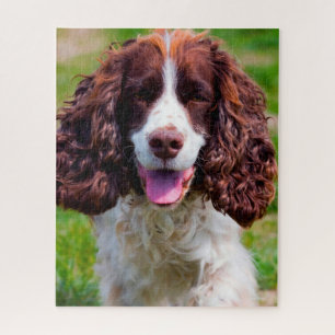 Quebra-cabeças de Cães Springer Spaniel.