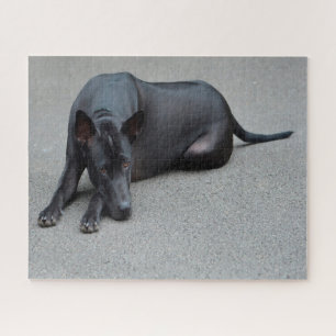 Quebra-cabeças de Cães Thai Ridgeback.