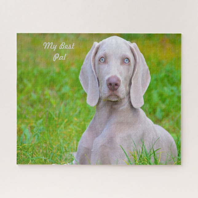 Quebra-cabeças de Cães Weimaraner. (Horizontal)