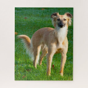 Quebra-cabeças de Cães Whippet de Cabelo Longo.