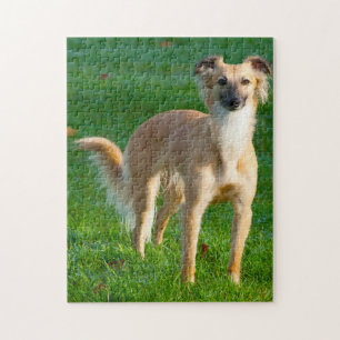 Quebra-cabeças de Cães Whippet de Cabelo Longo.