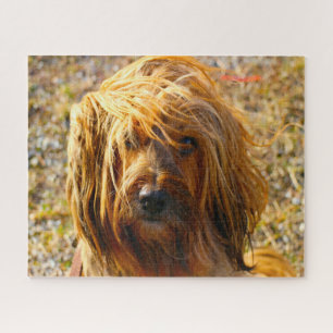 Quebra-cabeças do Cão Terrier Tibetano.