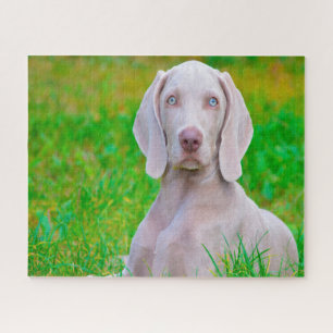 Quebra-cabeças do Cão Weimaraner.
