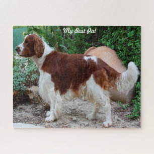 Quebra-cabeças do Cão Welsh Springer Spaniel.