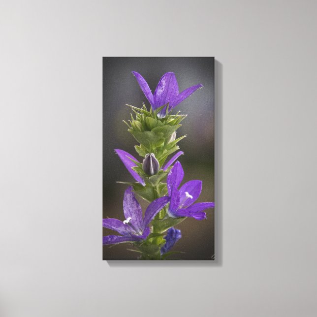 Quebra de Canvas da Galeria de Delícias Roxo (Frente)