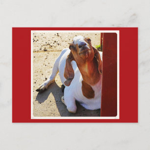 Queijo de Goat Say! Cartão Postal