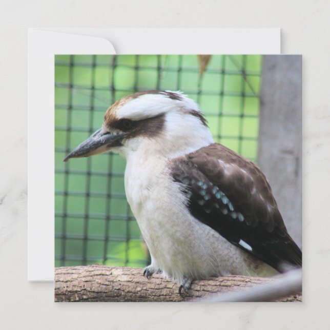 Quem está chamando um Kook? (Frente)