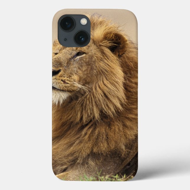 Quênia, Masai Mara | Leão macho (Verso)