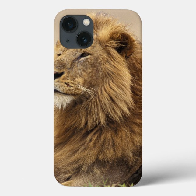 Quênia, Masai Mara | Leão macho (Verso)