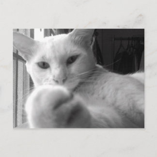 "Quer minha pata?" Cartão Postal