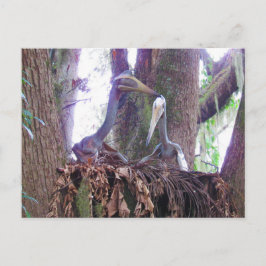 Quetzaloatlus - Dinossauro - Cartão de Aprendizage