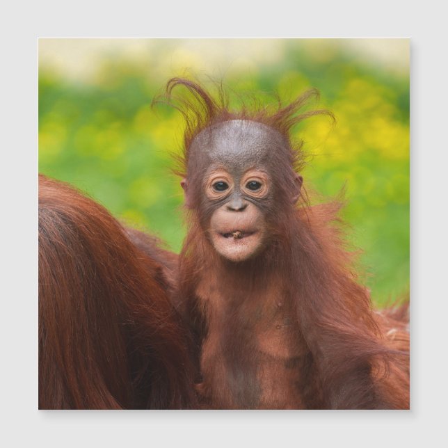 Quirky Charm de um Bebê Orangutan (Frente)