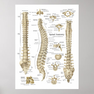 Quiroterapia espinal humana do poster da anatomia