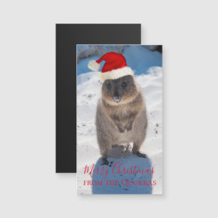 Quokka Austrália Feliz Natal
