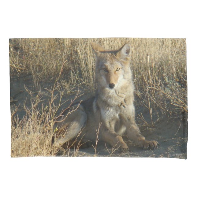R15 Coyote Deitado (Frente)