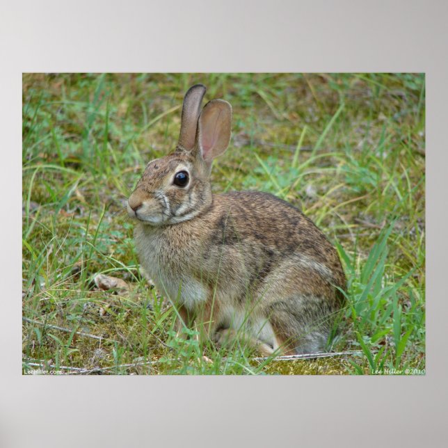 Rabbit selvagem cotocauda II oriental Poster (Frente)