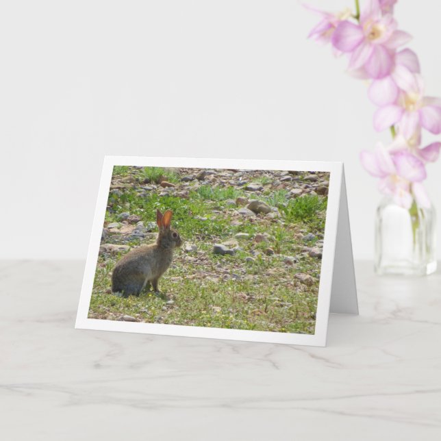 Rabbit selvagem no cartão de cebola (Orquídea)