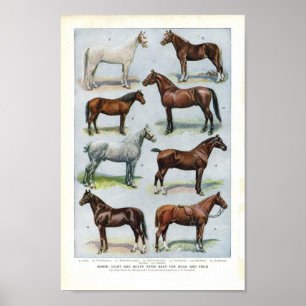 Raças 1908 de Edwardian do impressão do cavalo d