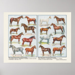 Raças do poster dos cavalos