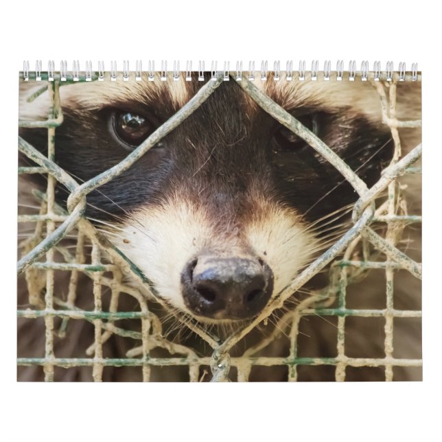 raccon no calendário (Capa)