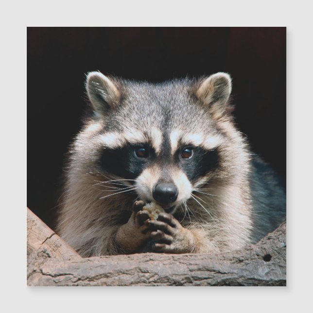 Raccoon 004 (Frente)