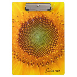 Rácio do ouro, prancheta de girassol