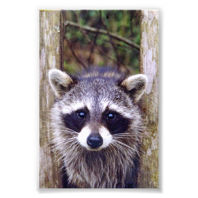 Racoon de foto 4x6 (Frente)