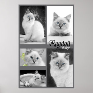 ragdolé poster 2