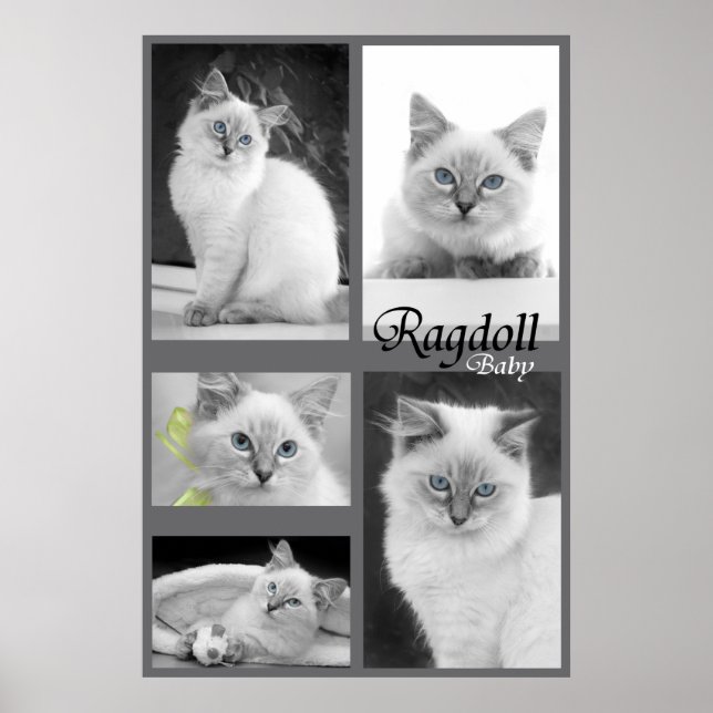 ragdolé poster 2 (Frente)
