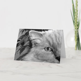 Ragdoll Cat, cartão