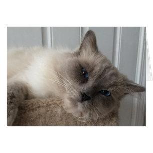 Ragdoll Cat, Cartão