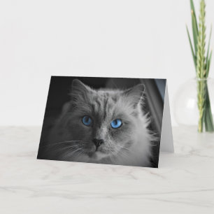 Ragdoll Cat, cartão