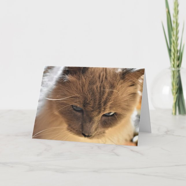 Ragdoll Cat, cartão (Frente)
