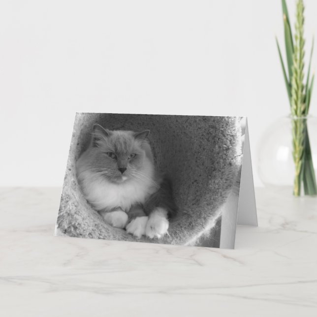 Ragdoll Cat - Nó, Cartão (Frente)