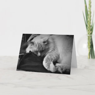 Ragdoll Cat / Noir, cartão