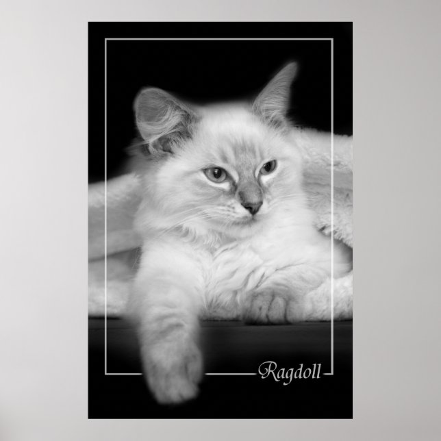 ragdoll kitten poster (Frente)