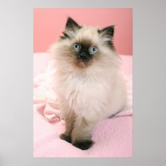 ragdoll kitten poster (Frente)