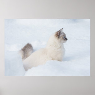Ragdoll no poster da neve