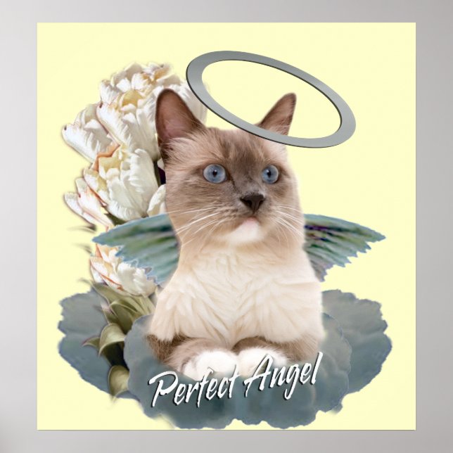 Ragdoll Perfect Angel Kitten poster (Frente)